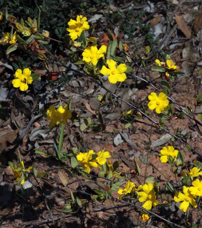 Hibbertia davisii, photographed by T. Hammer