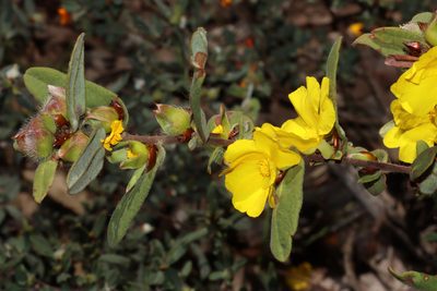 Hibbertia davisii, photographed by T. Hammer