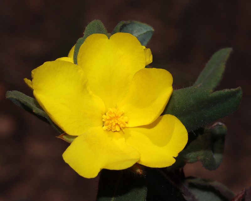 Hibbertia davisii, photographed by T. Hammer