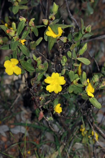 Hibbertia davisii, photographed by T. Hammer