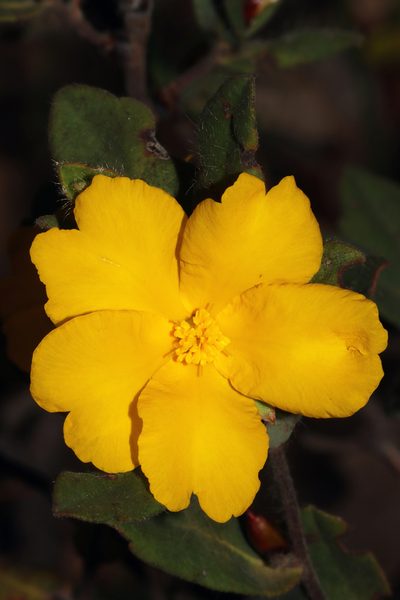 Hibbertia davisii, photographed by T. Hammer