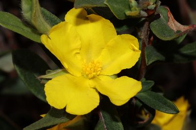 Hibbertia commutata, photographed by T. Hammer