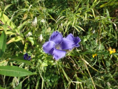 Gentianopsis crinita, photographed by John Baur