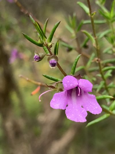 Prostanthera scutellarioides, photographed by Guy Taseski