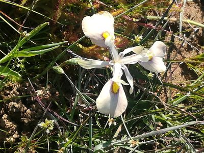 Moraea angusta, photographed by Noeleen du Toit