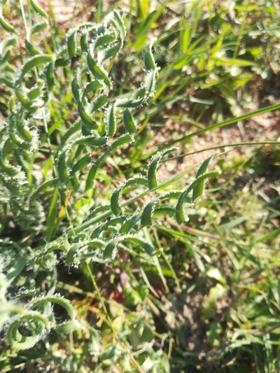 Gethyllis ciliaris, photographed by Noeleen du Toit