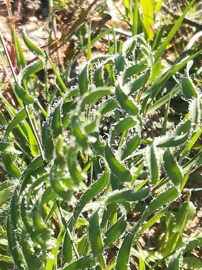 Gethyllis ciliaris, photographed by Noeleen du Toit
