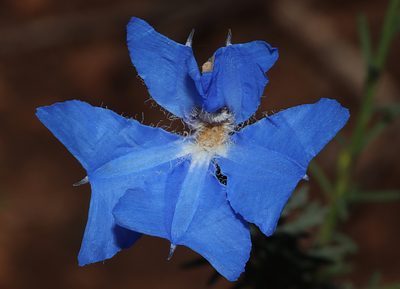 Leschenaultia biloba, photographed by T. Hammer