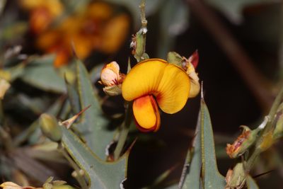 Gastrolobium trilobum, photographed by T. Hammer