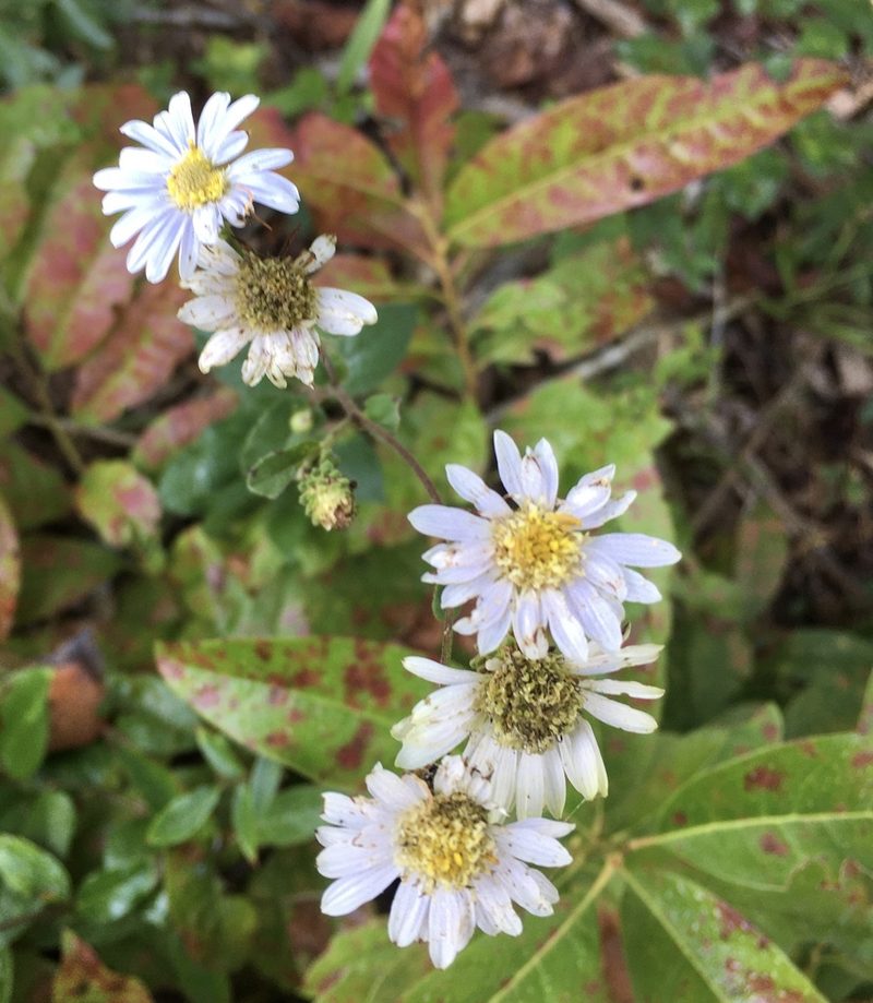 Eurybia mirabilis, photographed by Becky Dill