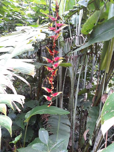 Heliconia platystachys, photographed by keesgroenendijk