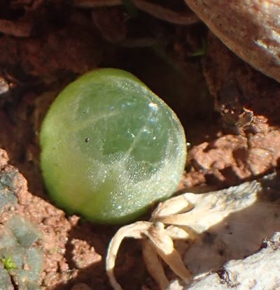 Bulbine mesembryanthoides, photographed by Nicola van Berkel