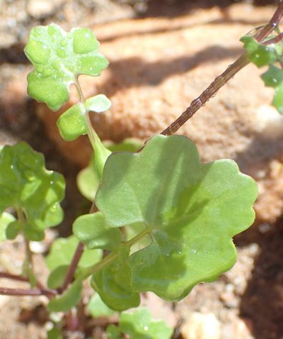 Cineraria platycarpa, photographed by Nicola van Berkel