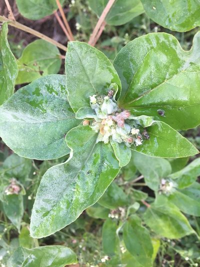 Croton argenteus, photographed by Andre Hosper