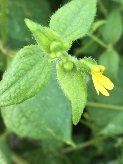 Milleria quinqueflora, photographed by Andre Hosper