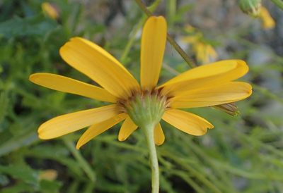 Osteospermum scariosum, photographed by Nicola van Berkel