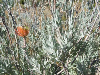 Leucospermum reflexum, photographed by marius