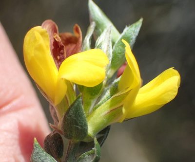 Amphithalea flava, photographed by Nicola van Berkel