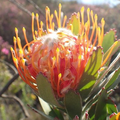 Leucospermum pluridens, photographed by Nicola van Berkel