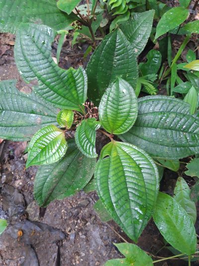 Miconia trichocalyx, photographed by keesgroenendijk