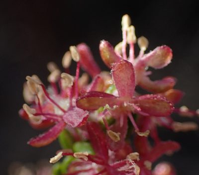 Passerina obtusifolia, photographed by Nicola van Berkel