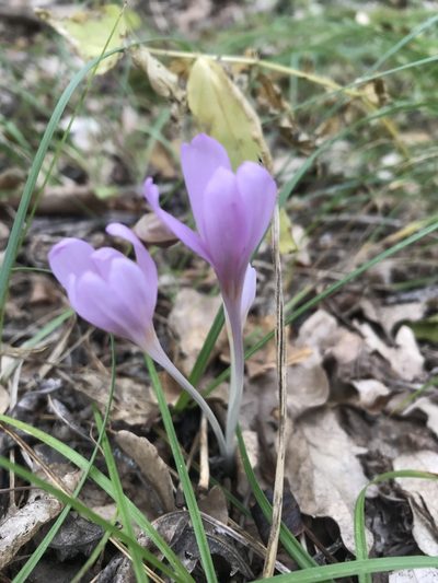 Colchicum umbrosum, photographed by Vladislav Isaev