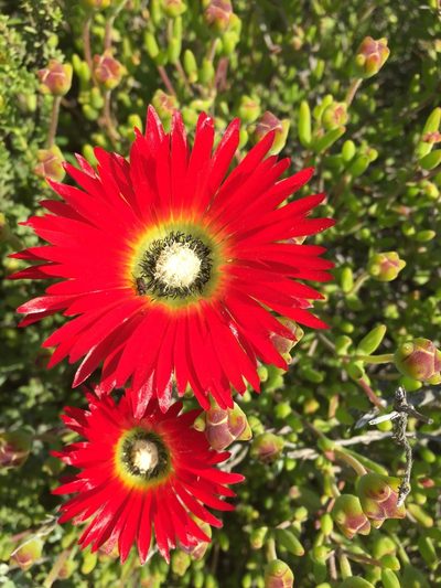 Drosanthemum speciosum, photographed by jeanetteclarke