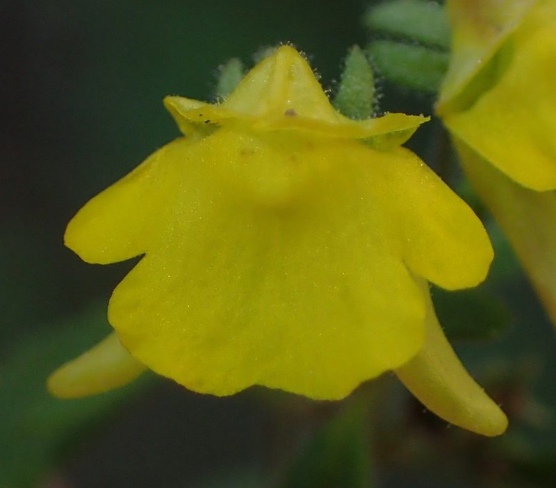 Hemimeris gracilis, photographed by Nicola van Berkel