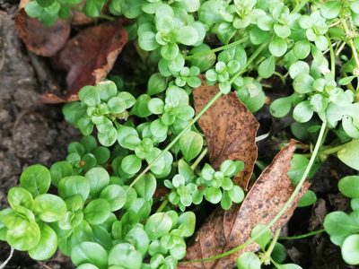 Lythrum portula, photographed by Татьяна Максимова