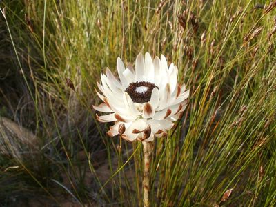 Syncarpha variegata, photographed by marius