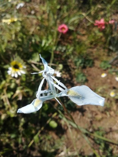 Moraea mutila, photographed by Noeleen du Toit