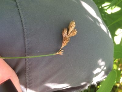 Carex scoparia, photographed by Étienne Lacroix-Carignan