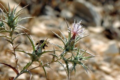 Carthamus tenuis, photographed by Vijay Barve