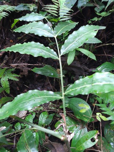 Desmoncus orthacanthos, photographed by keesgroenendijk