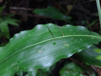 Desmoncus orthacanthos, photographed by keesgroenendijk