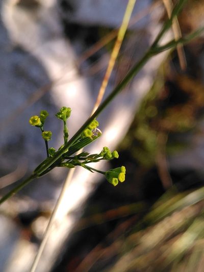 Bupleurum praealtum, photographed by Yves Bas