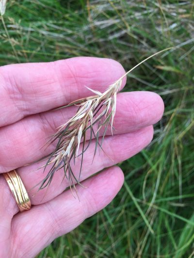 Festuca vivipara, photographed by nevwright