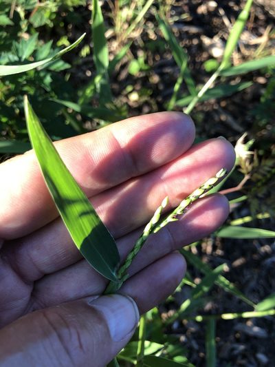 Urochloa platyphylla, photographed by Dan Johnson