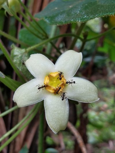 Gonolobus edulis, photographed by Eduardo Chacón Madrigal