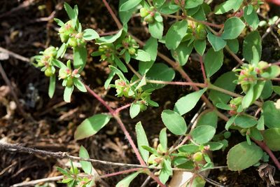 Euphorbia vermiculata, photographed by Owen Strickland