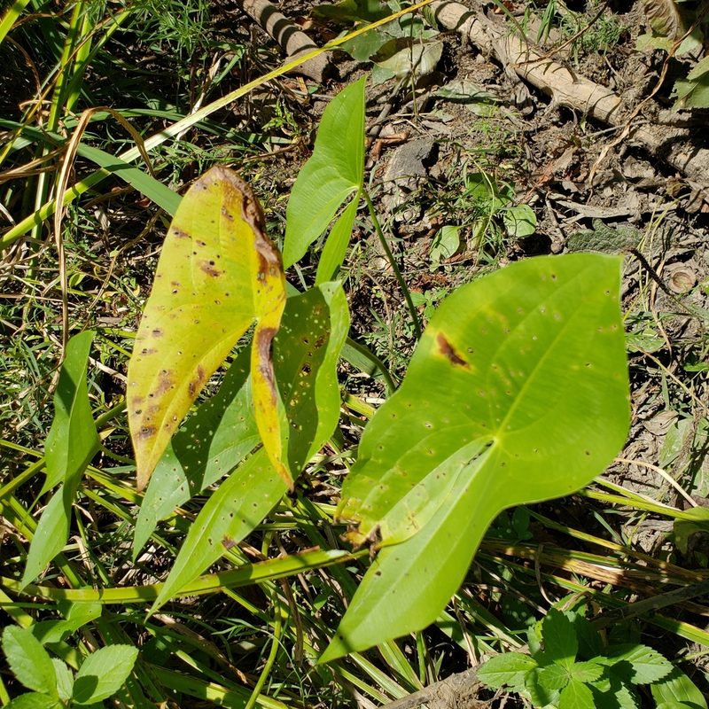 Sagittaria brevirostra, photographed by Robert Hoard