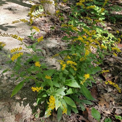 Solidago ulmifolia, photographed by Robert Hoard