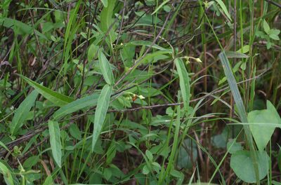 Vincetoxicum volubile, photographed by Oleg Kosterin