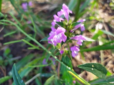 Galeopsis ladanum, photographed by Ксения Волянская
