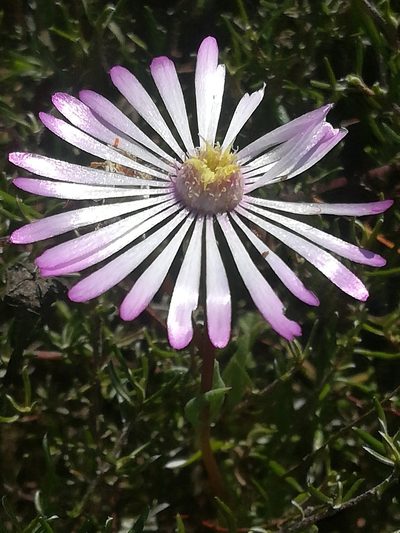 Lampranthus peacockiae, photographed by Noeleen du Toit