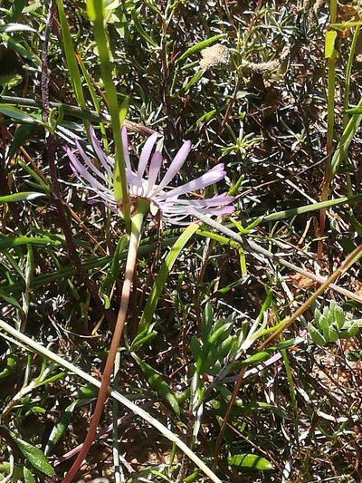 Lampranthus peacockiae, photographed by Noeleen du Toit