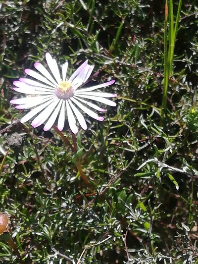 Lampranthus peacockiae, photographed by Noeleen du Toit