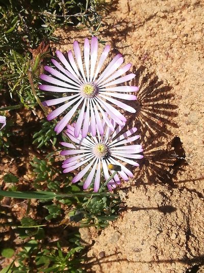 Lampranthus peacockiae, photographed by Noeleen du Toit
