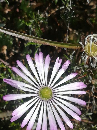 Lampranthus peacockiae, photographed by Noeleen du Toit