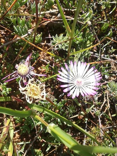 Lampranthus peacockiae, photographed by Noeleen du Toit